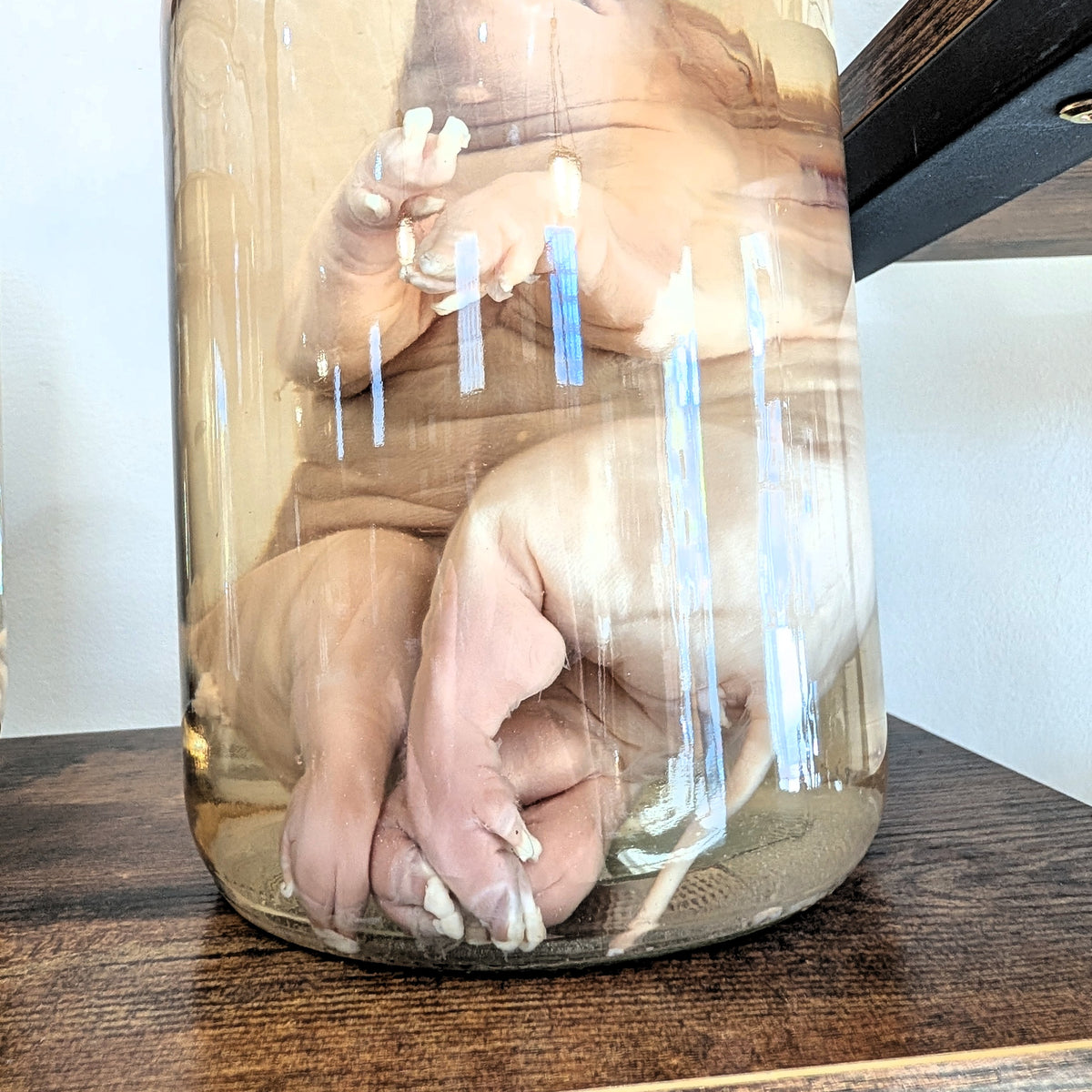 Deformed Piglets