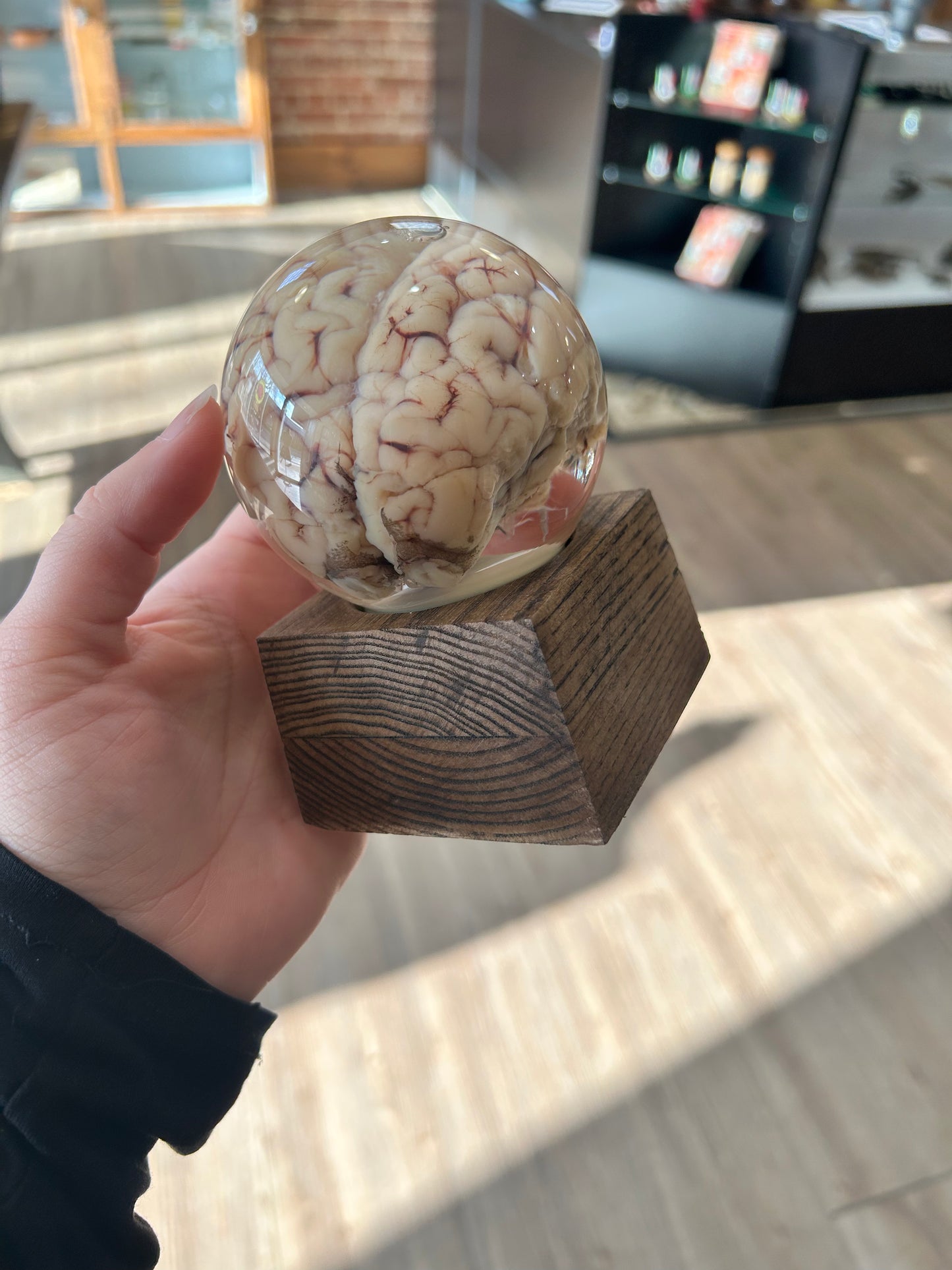 Sheep Brain Globe