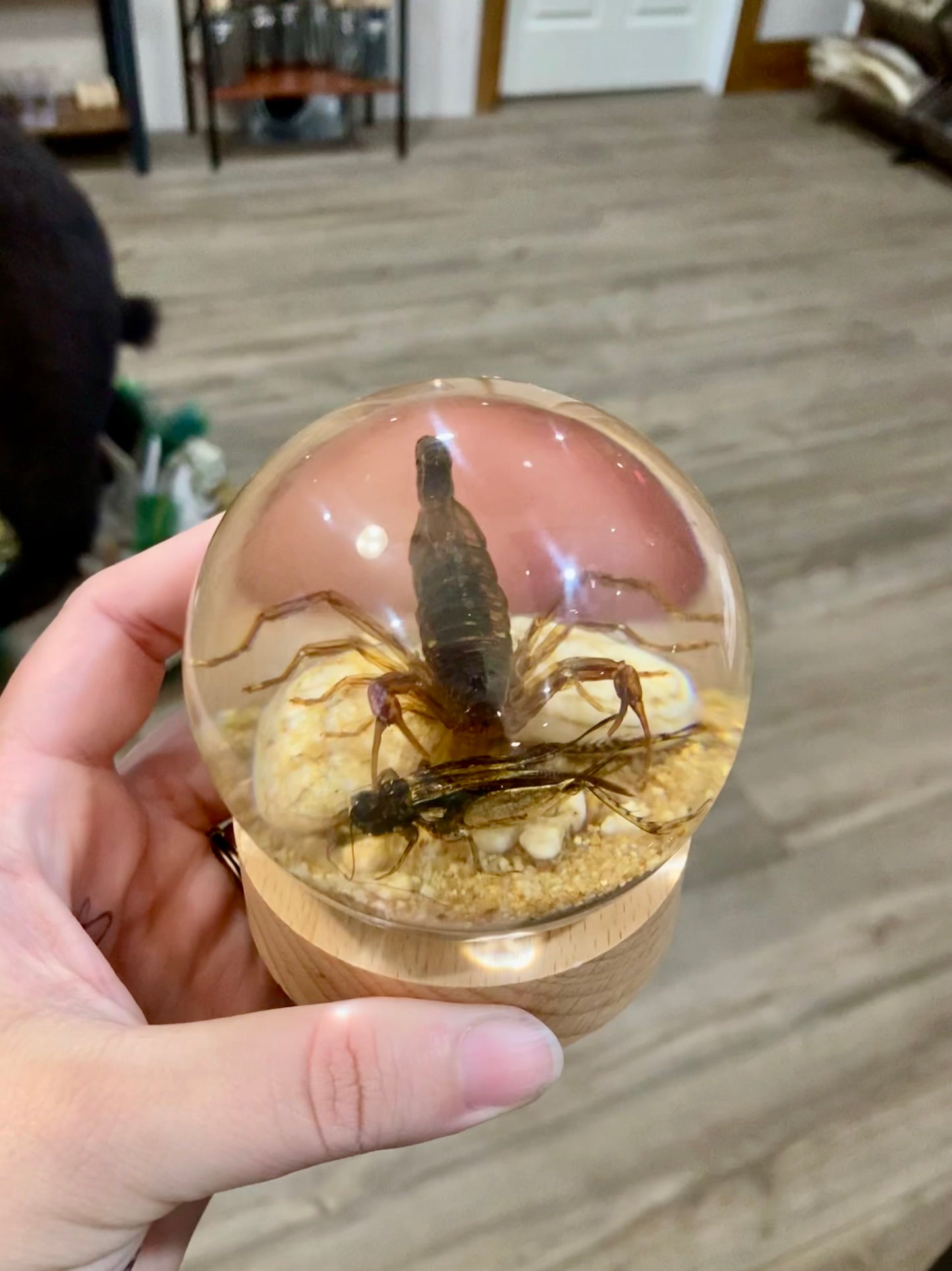 Scorpion & Cricket Resin Globe