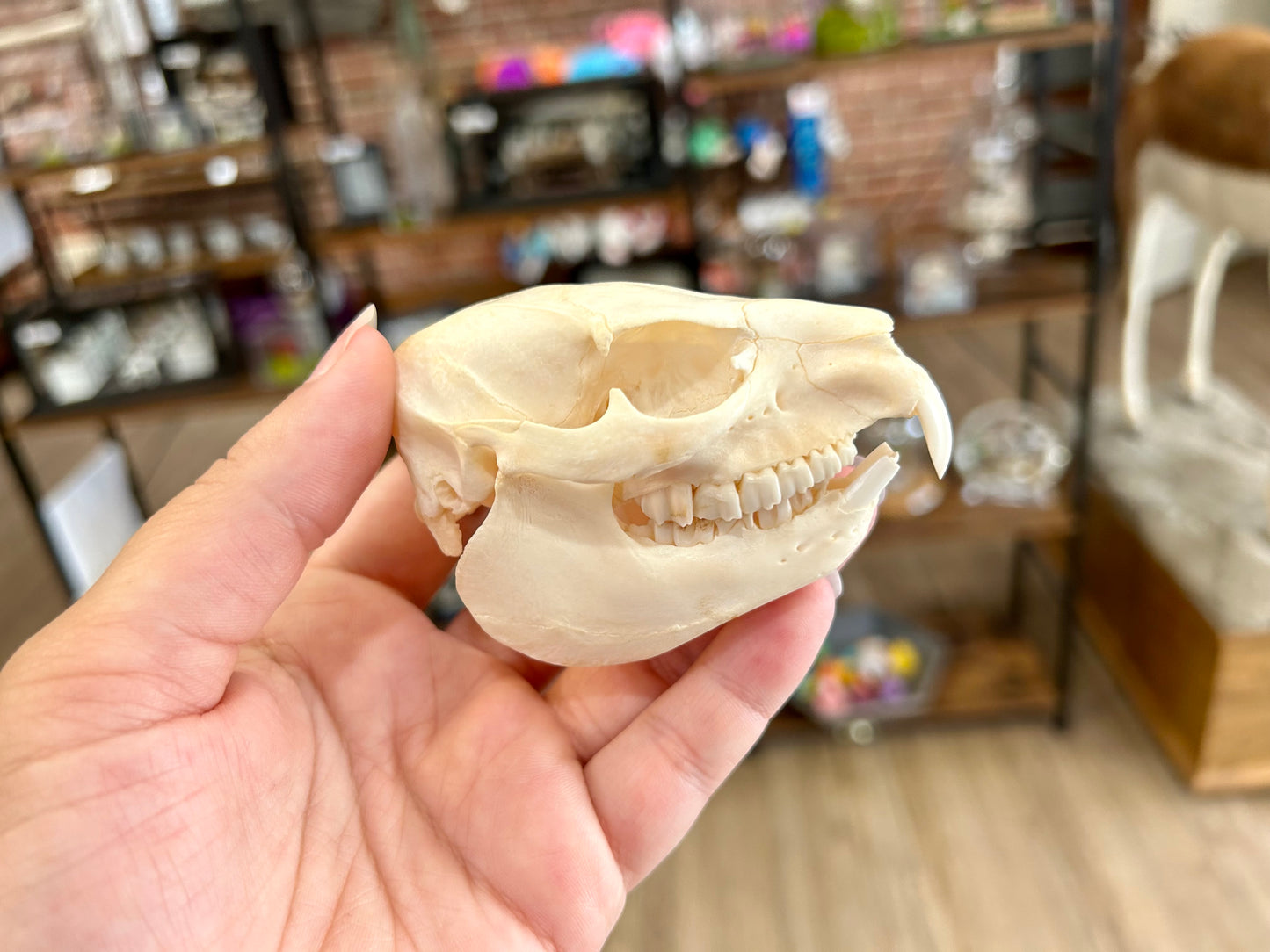 Hyrax Skull