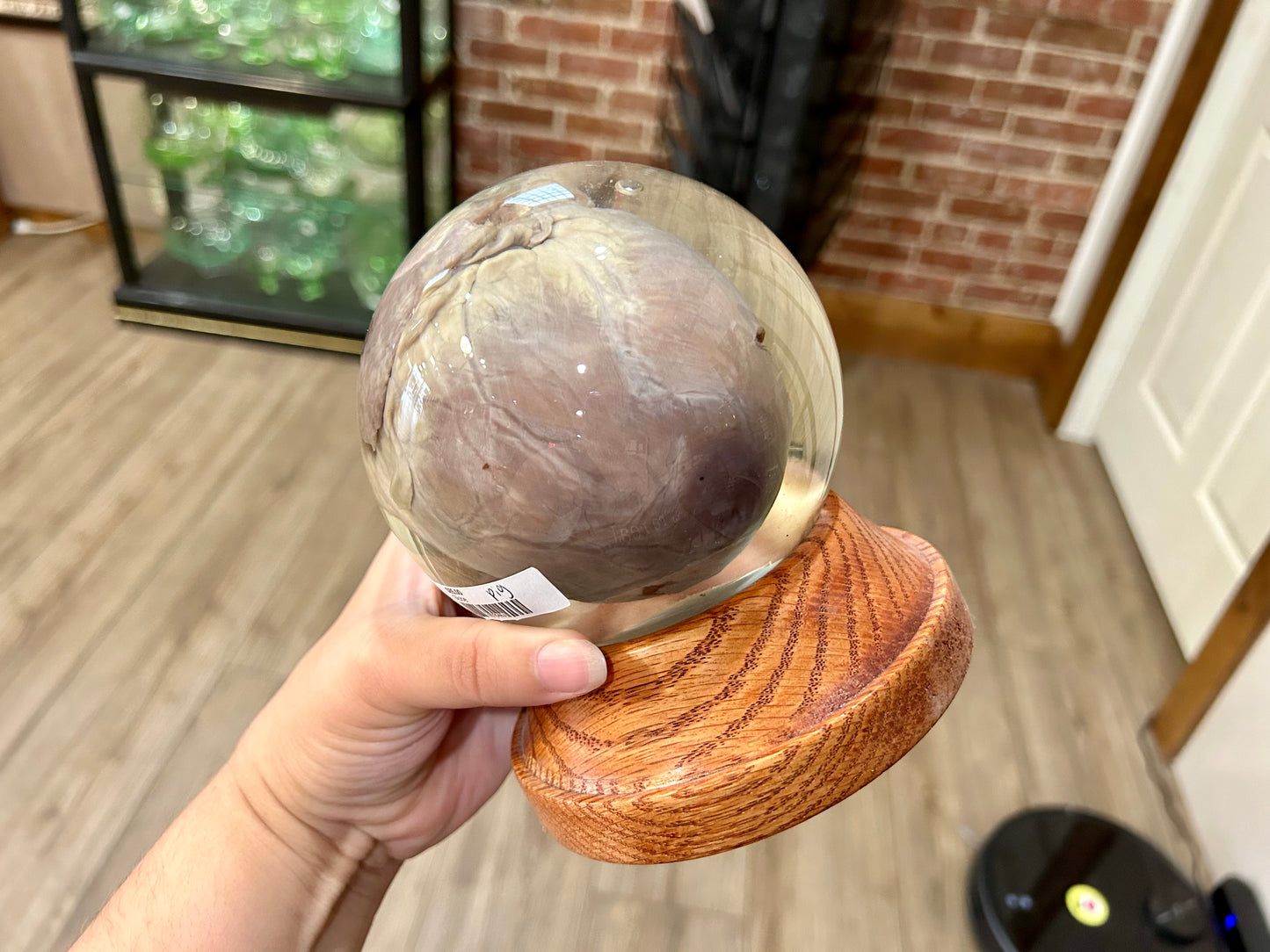 Pig Heart Globe