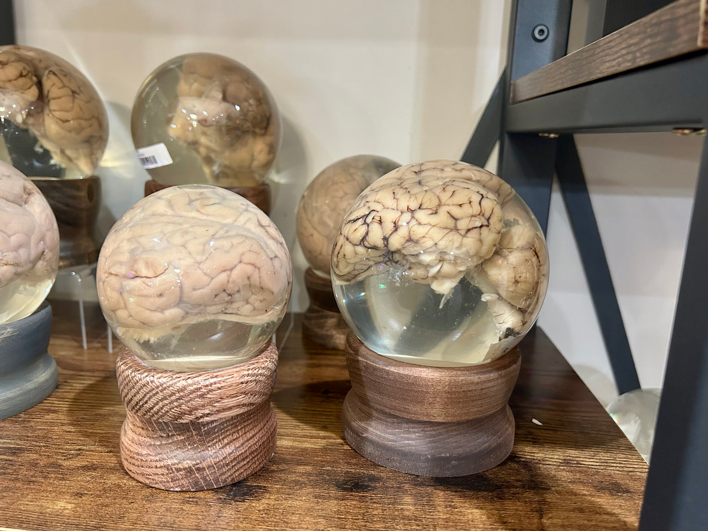 Sheep Brain Globe
