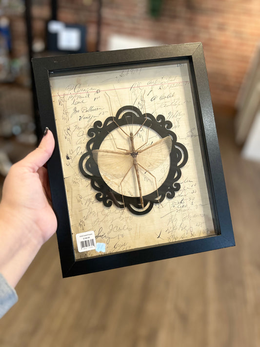 Stick Insect Frame
