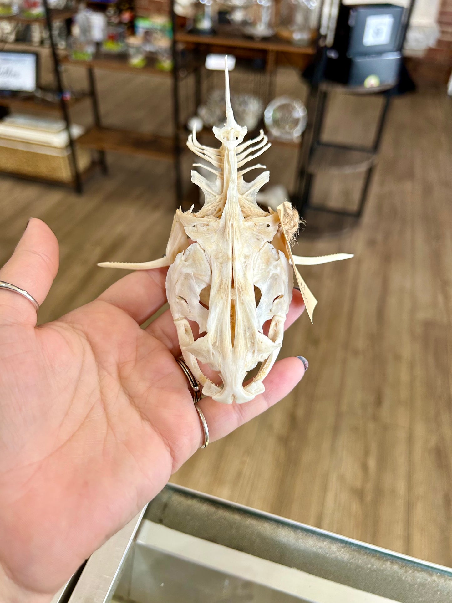 Channel Catfish Skull