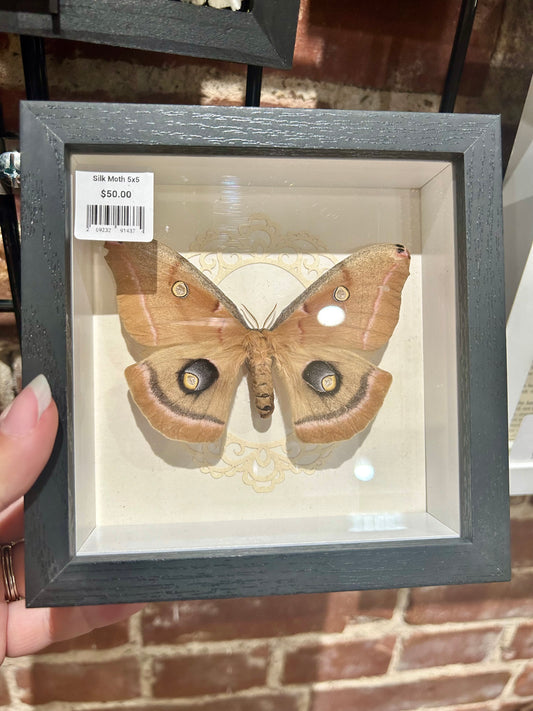 Silk Moth Frame