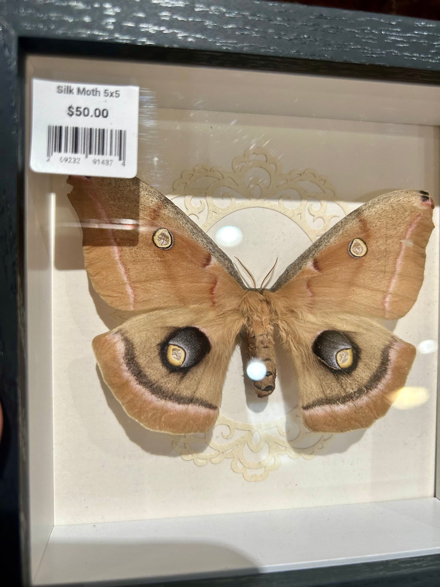 Silk Moth Frame