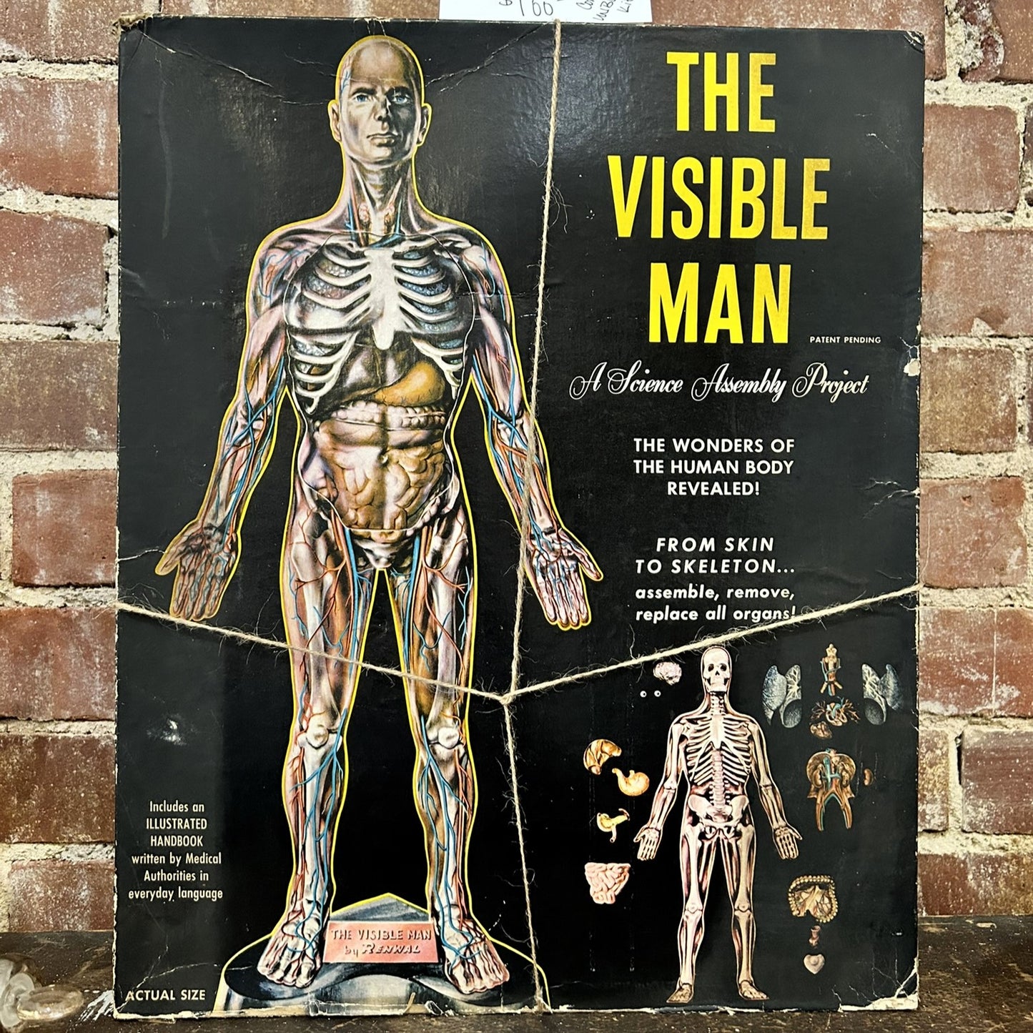 Visible Man Kit