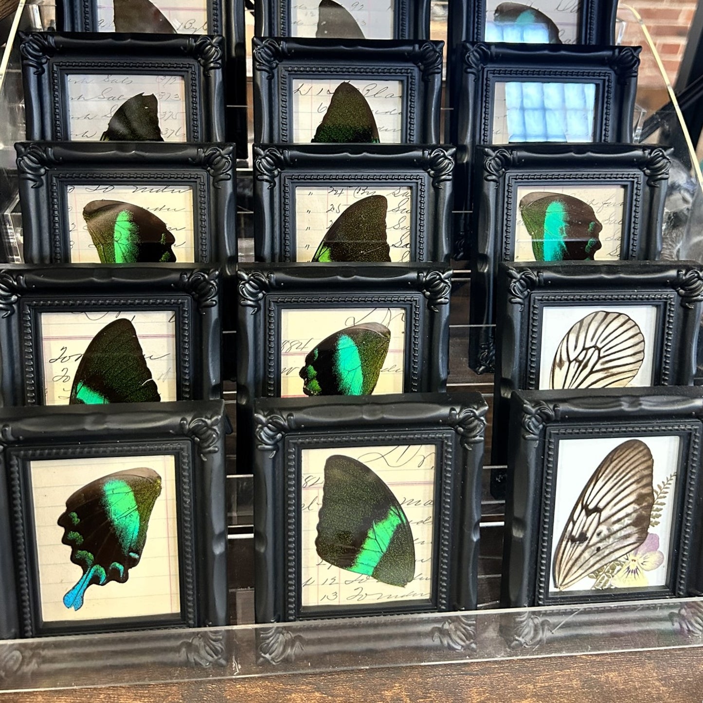 Butterfly Wing Frame