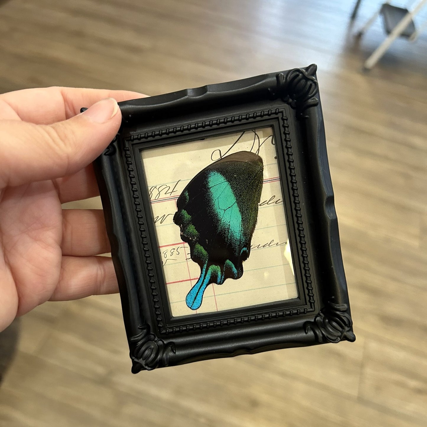 Butterfly Wing Frame