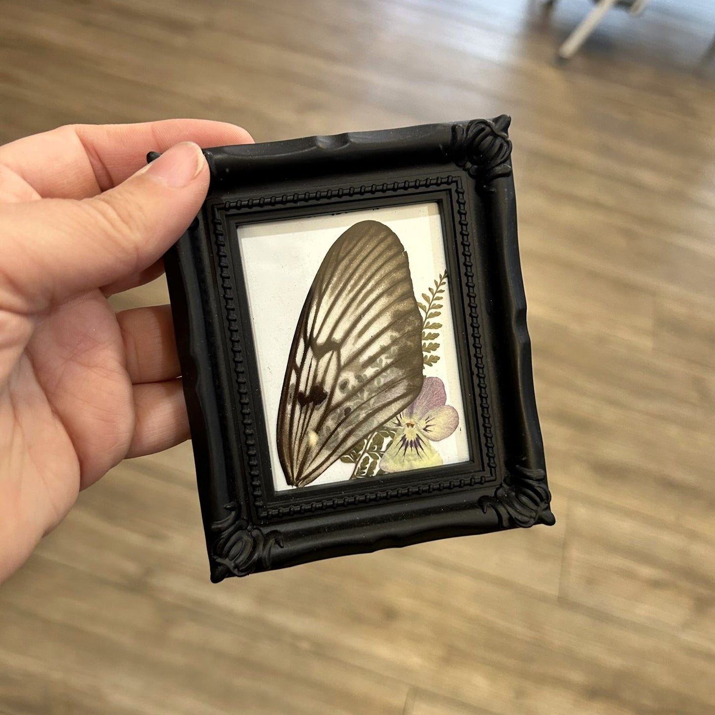 Butterfly Wing Frame