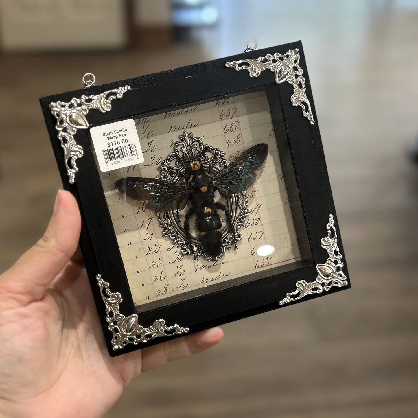 Giant Scoliid Wasp