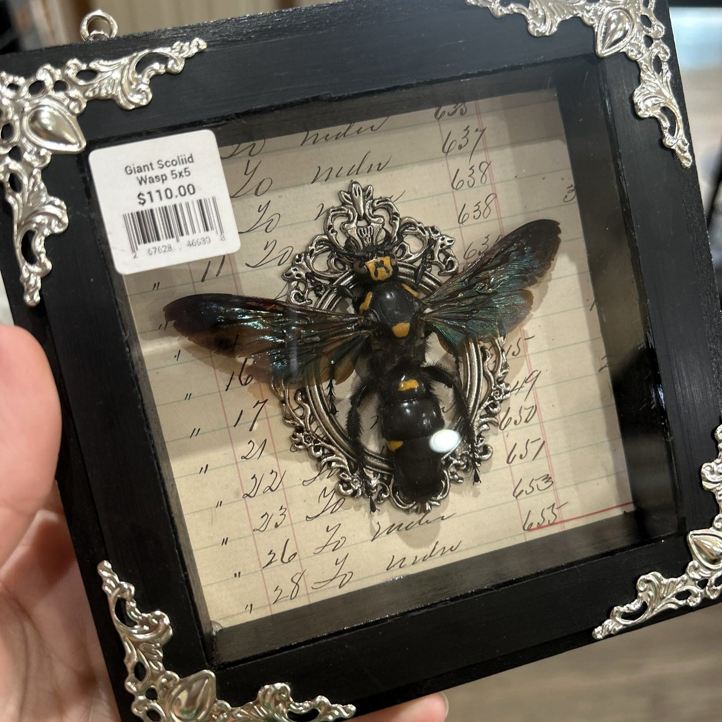 Giant Scoliid Wasp