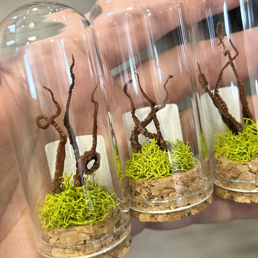 Octopus Garden