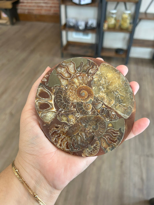 Ammonite Plate