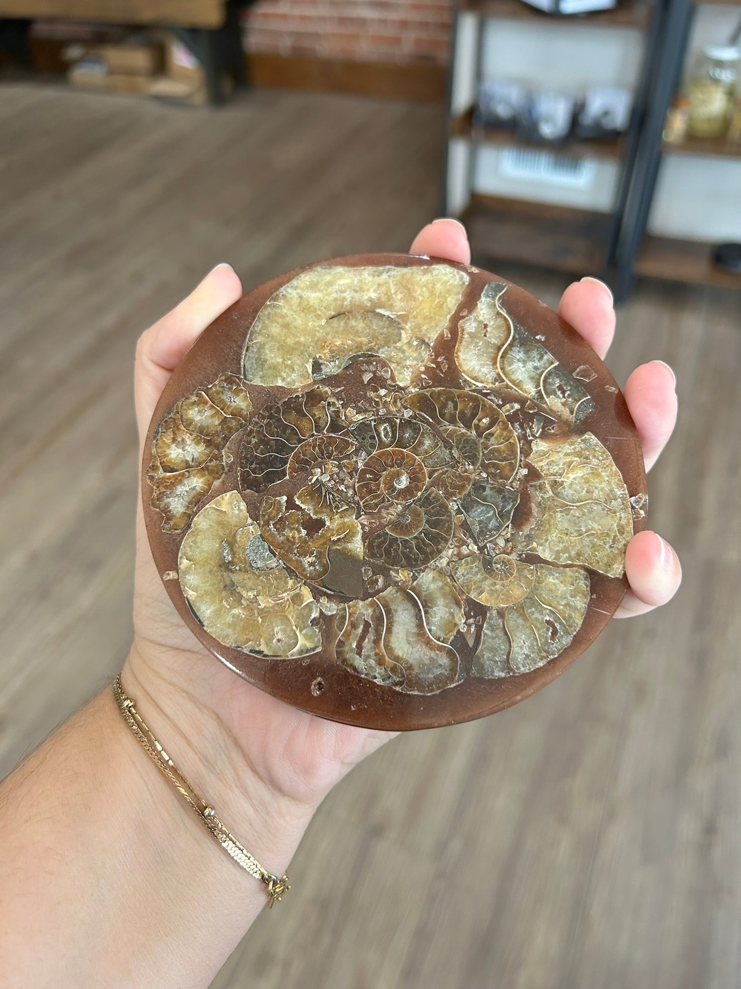 Ammonite Plate