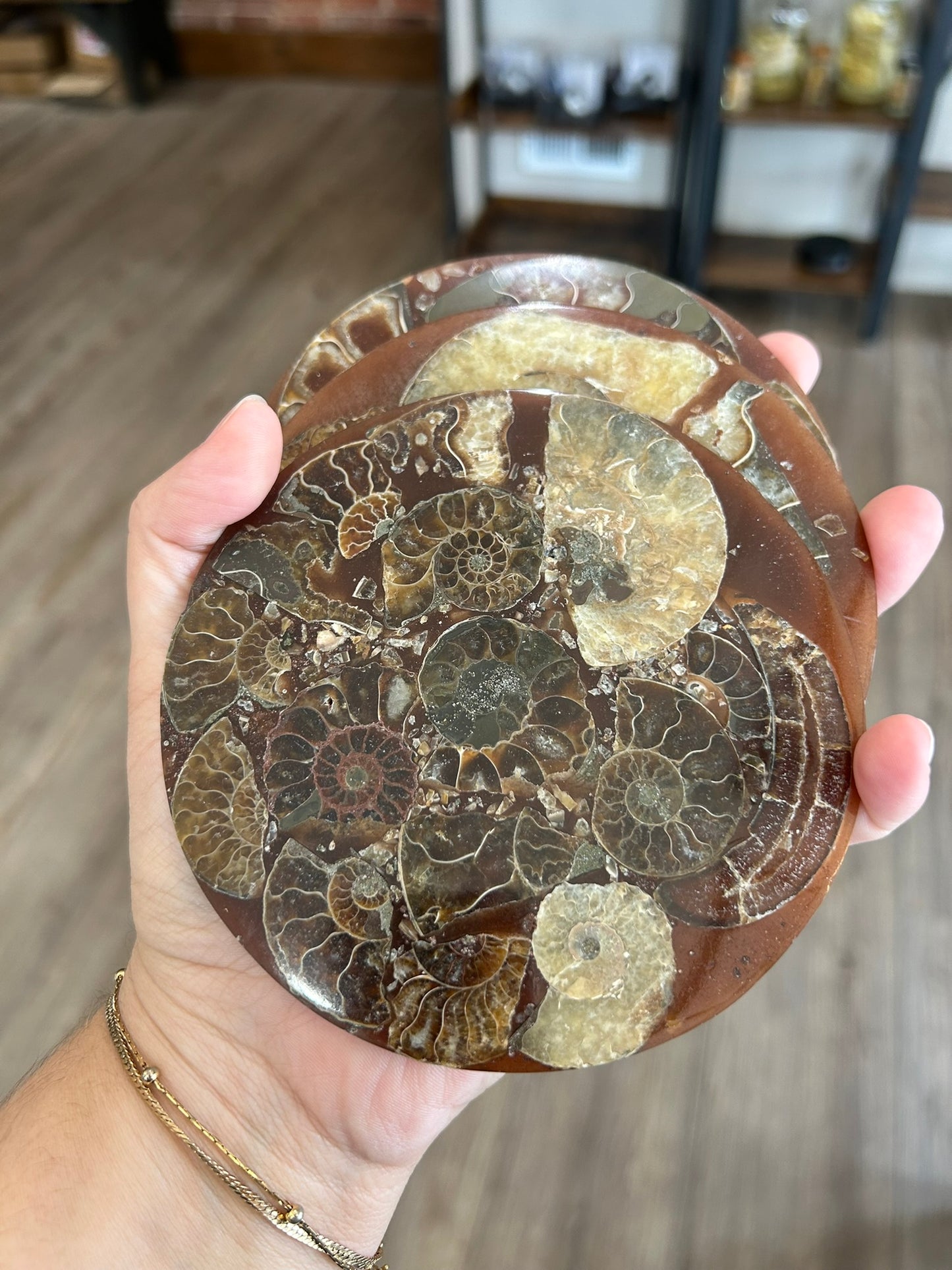 Ammonite Plate