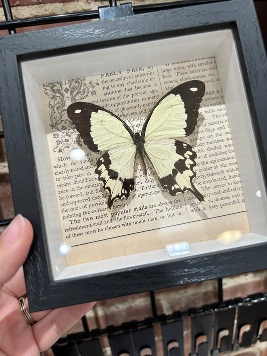 African Swallowtail