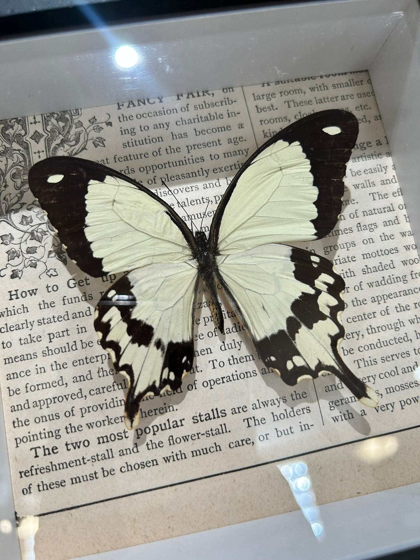 African Swallowtail