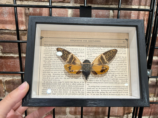 Halloween Cicada