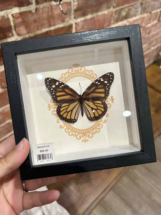 Framed Monarch