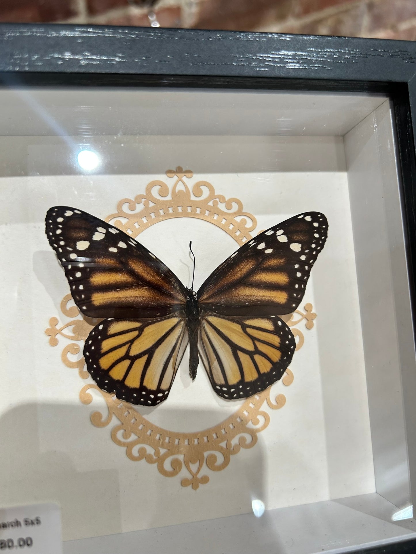 Framed Monarch