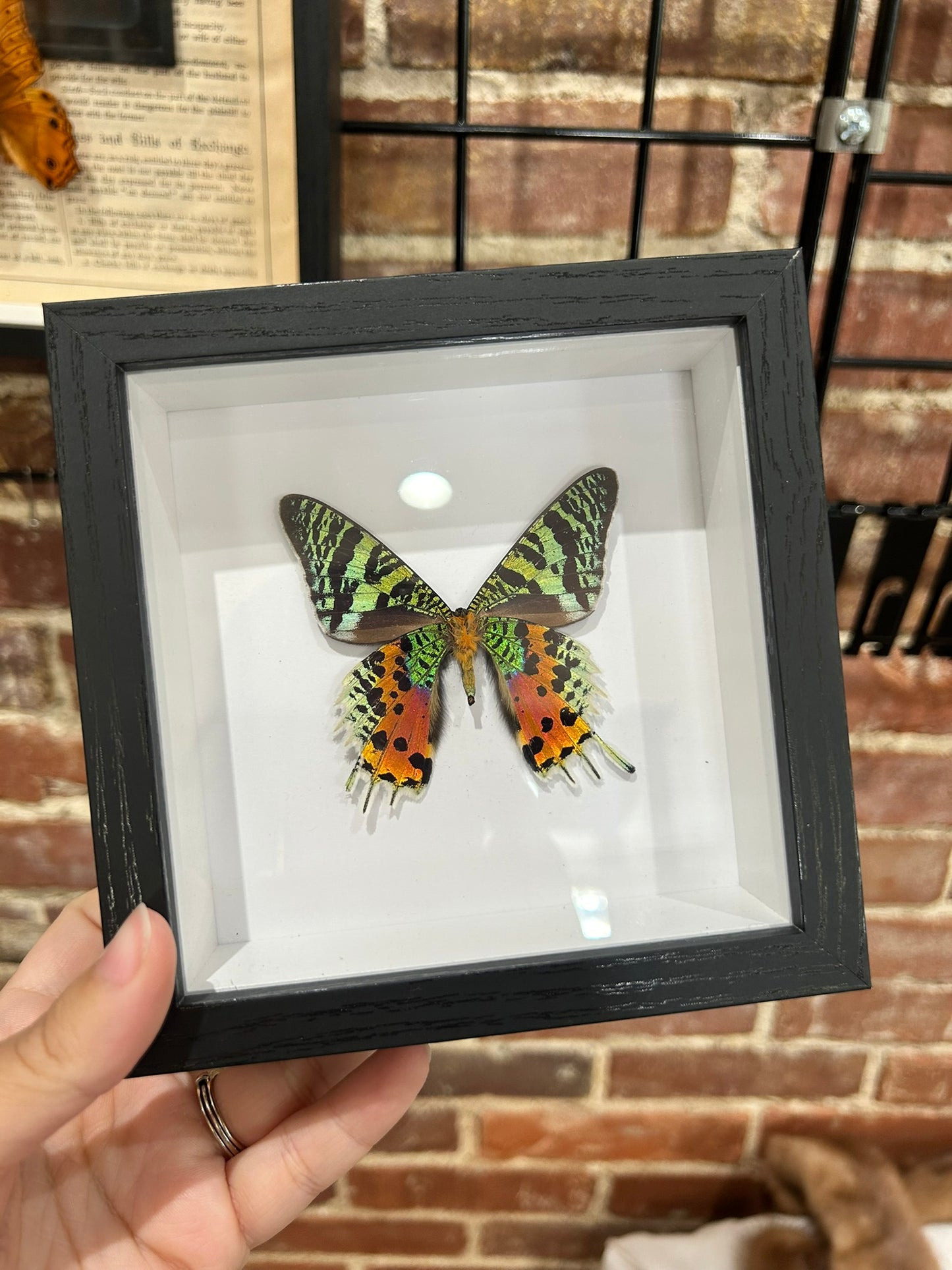 Sunset Moth