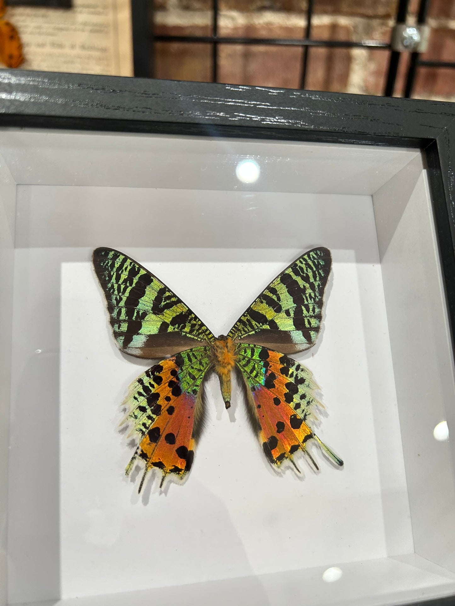 Sunset Moth