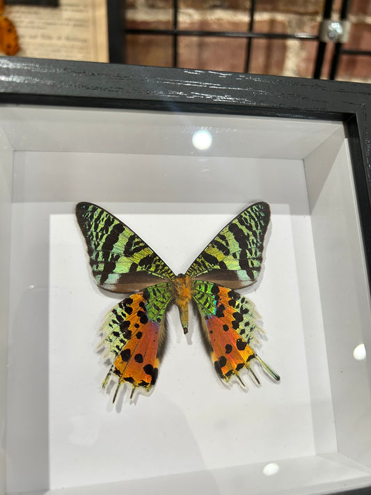 Sunset Moth