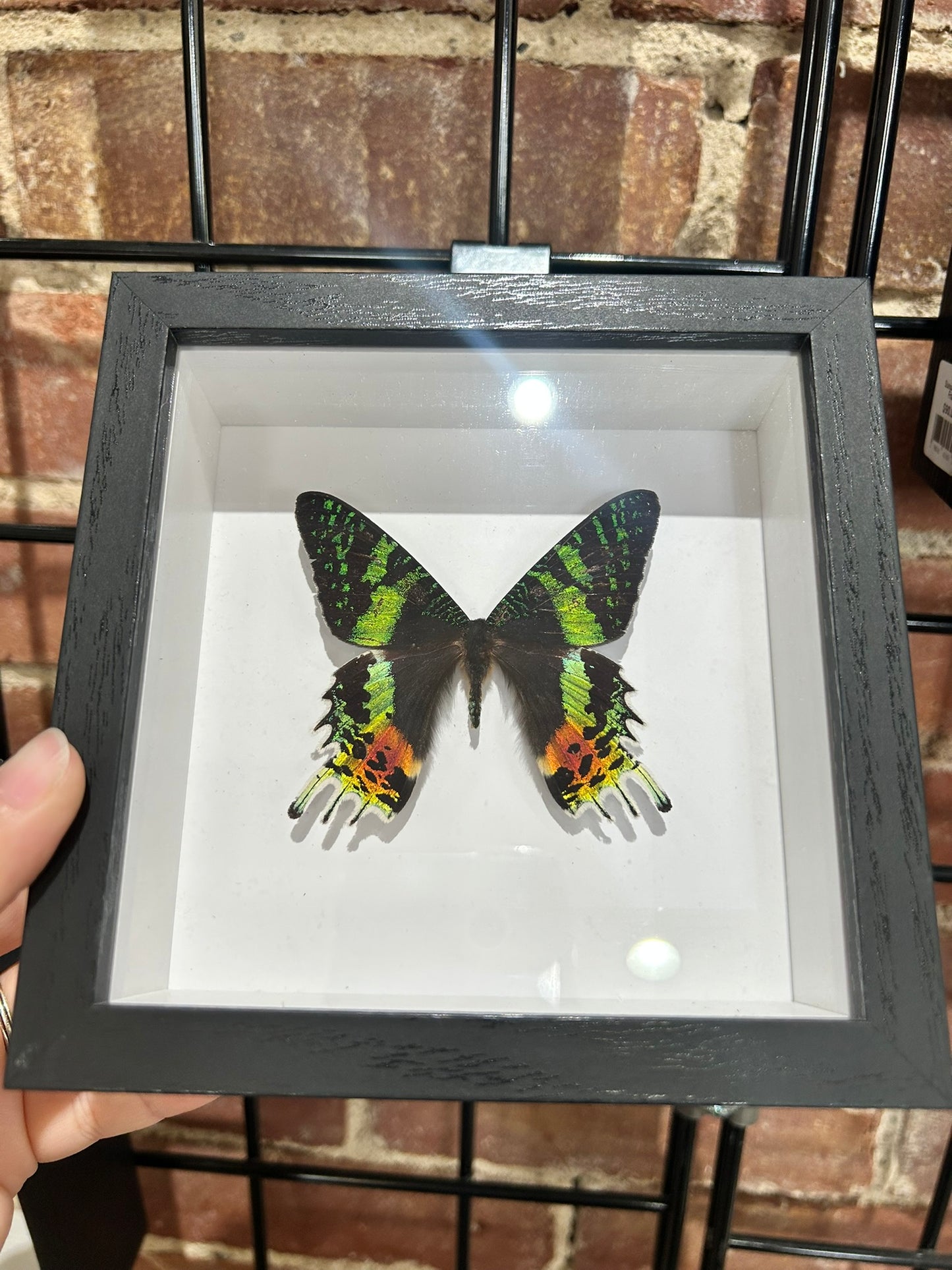 Sunset Moth