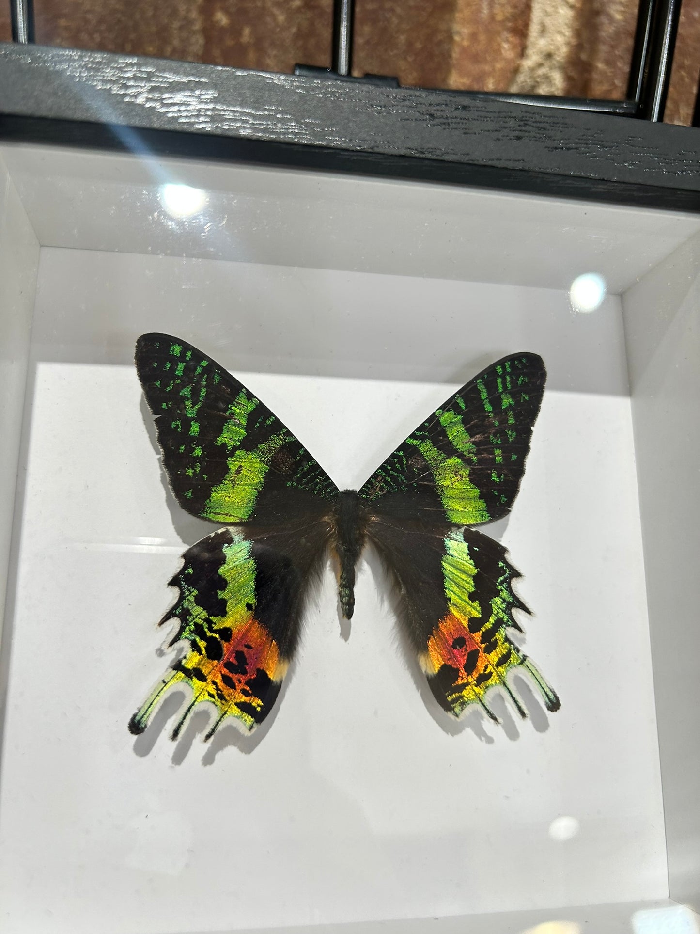 Sunset Moth