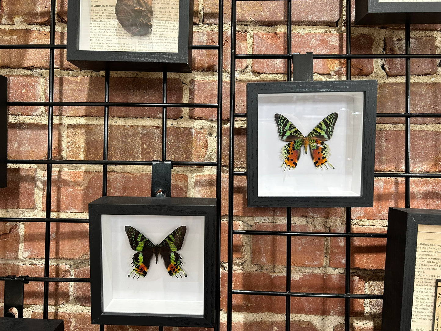 Sunset Moth