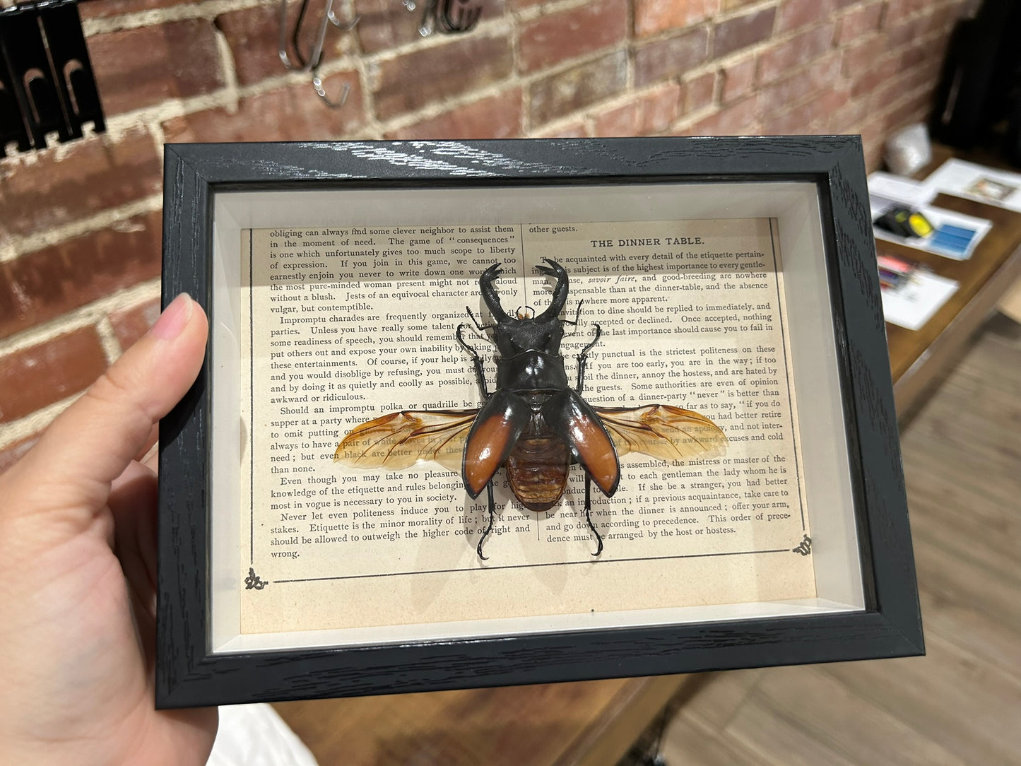 Stag Beetle