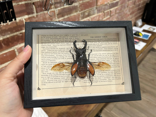 Stag Beetle