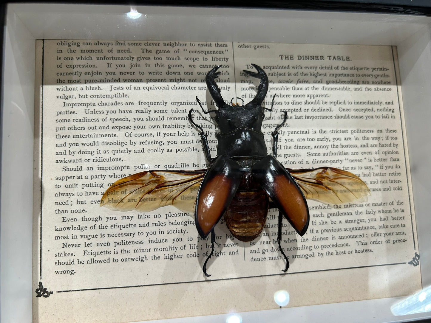 Stag Beetle