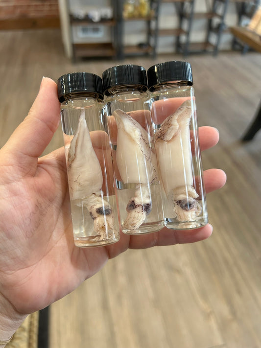 Baby Squid Vial