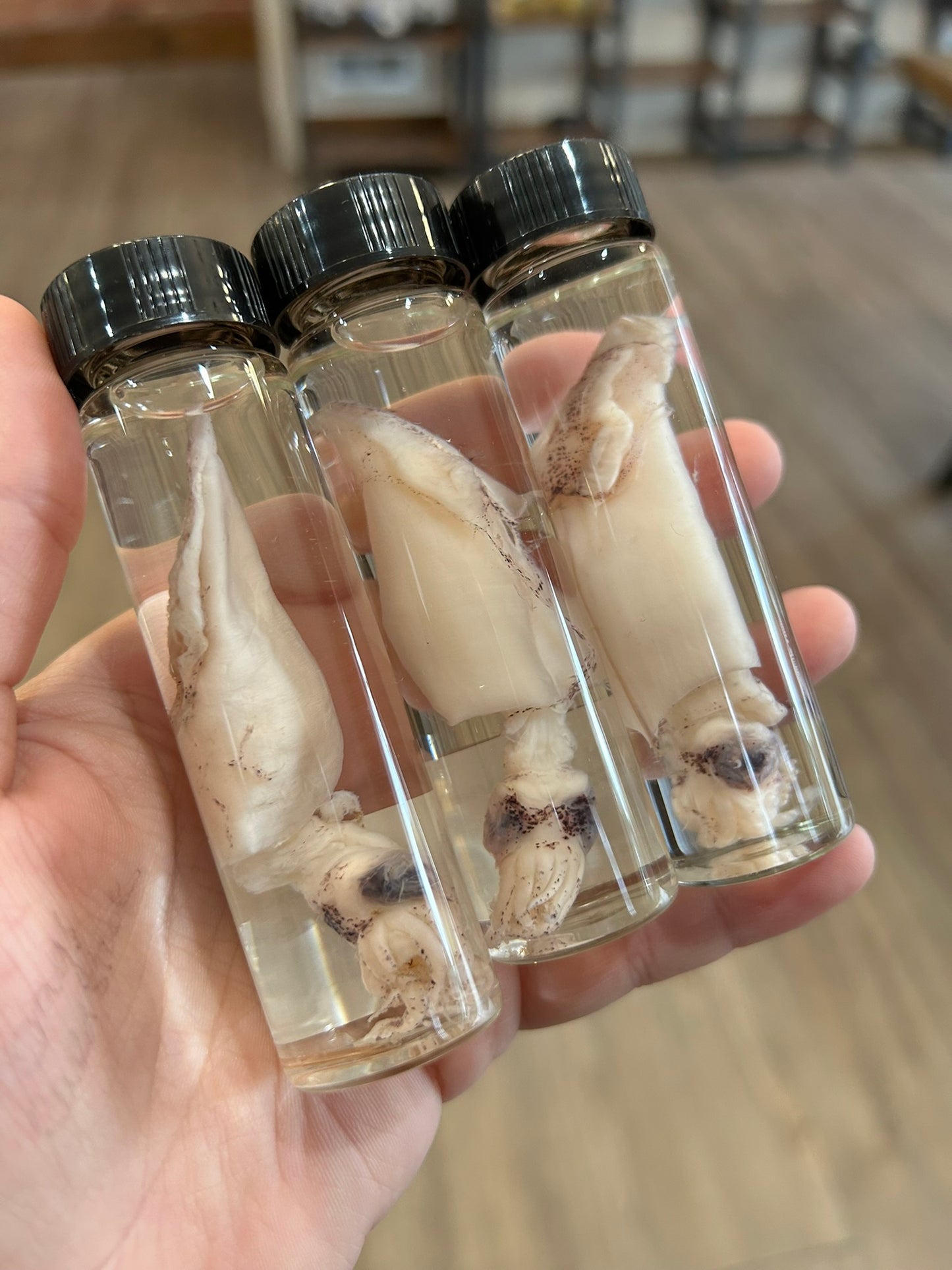 Baby Squid Vial