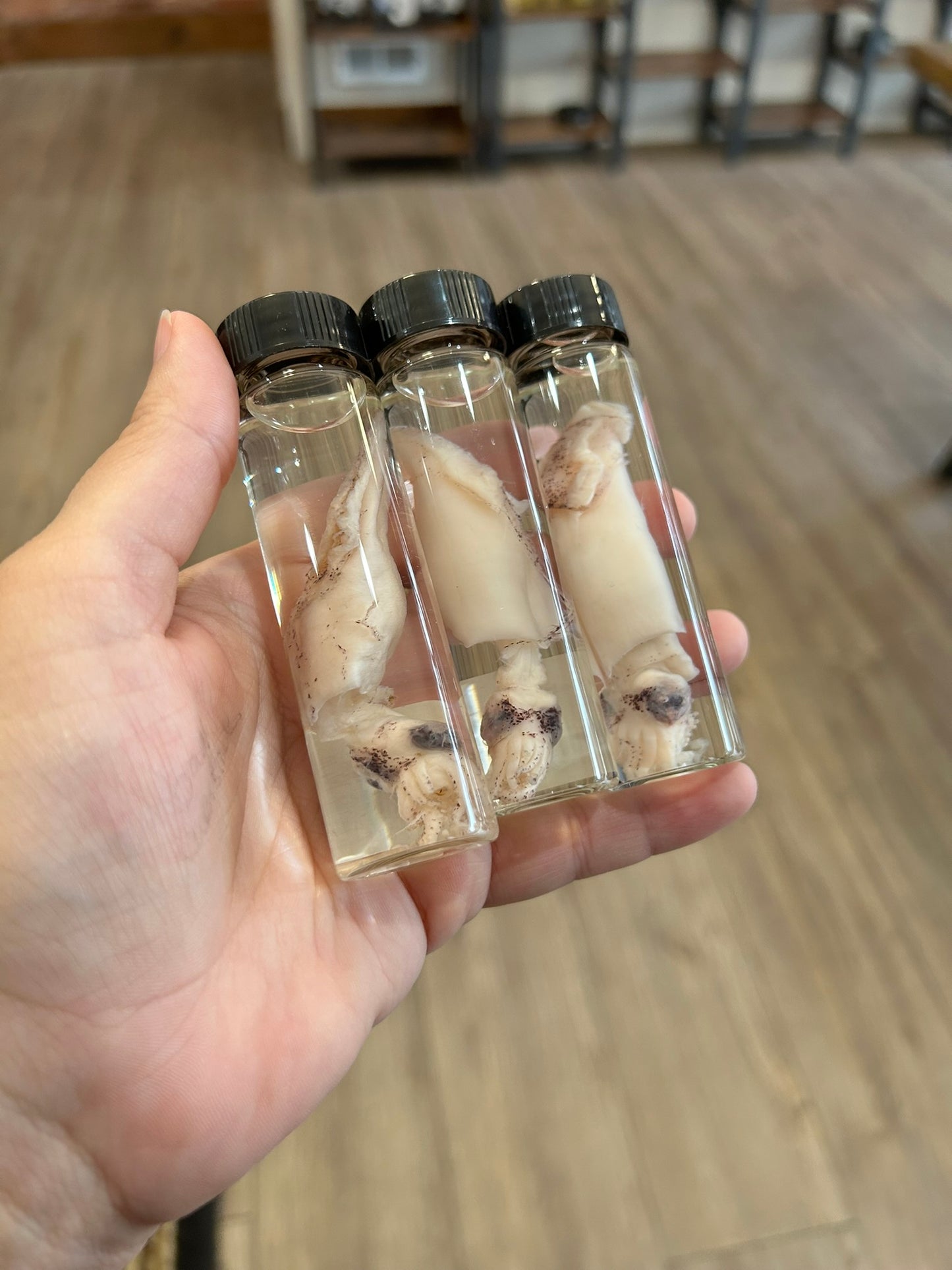 Baby Squid Vial