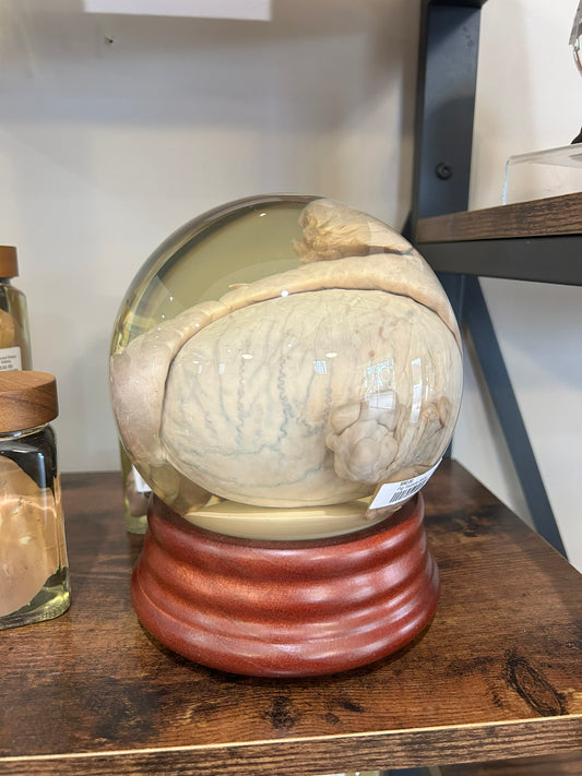 Pig Testicle & Ovary Globe