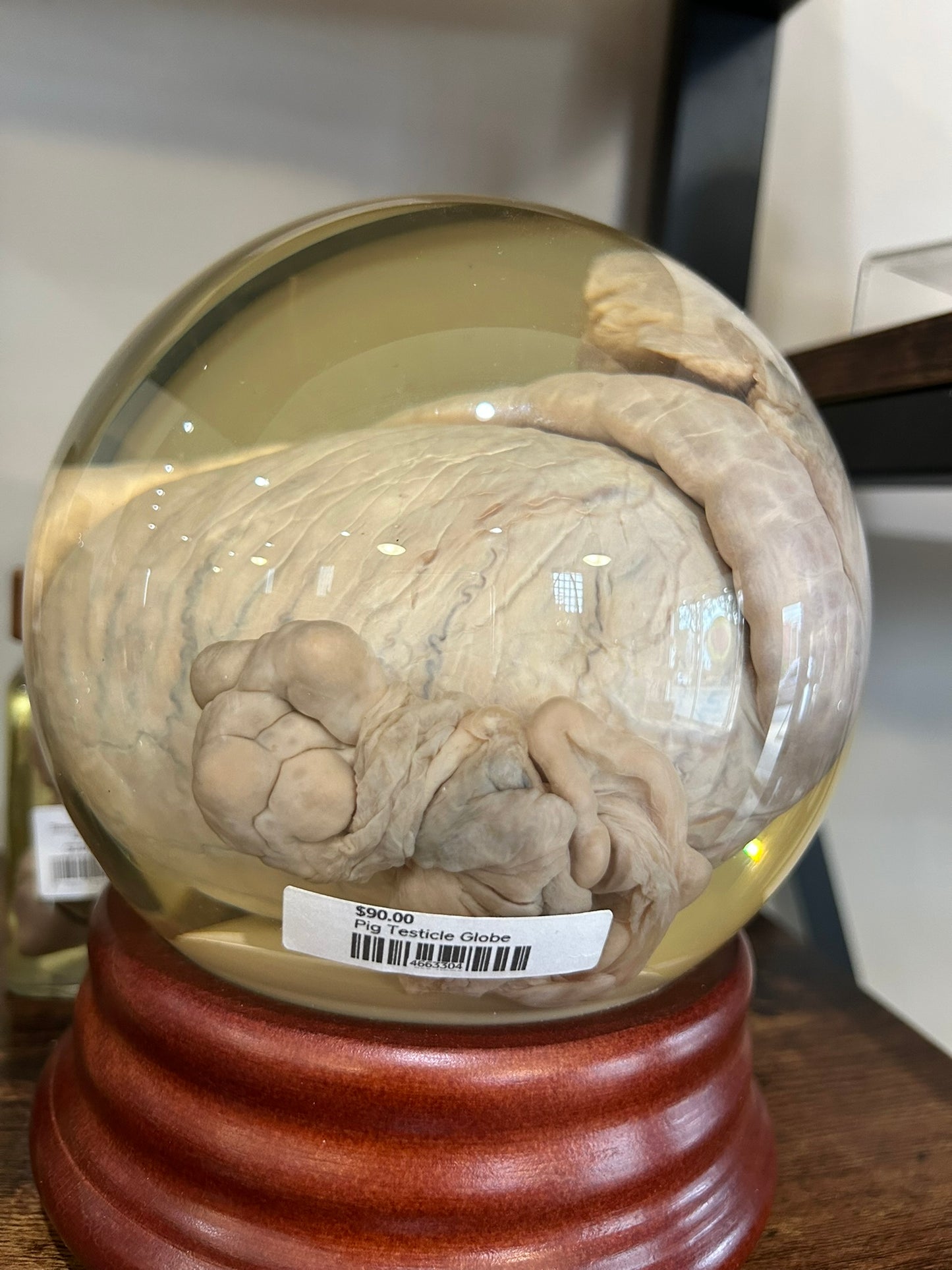 Pig Testicle & Ovary Globe