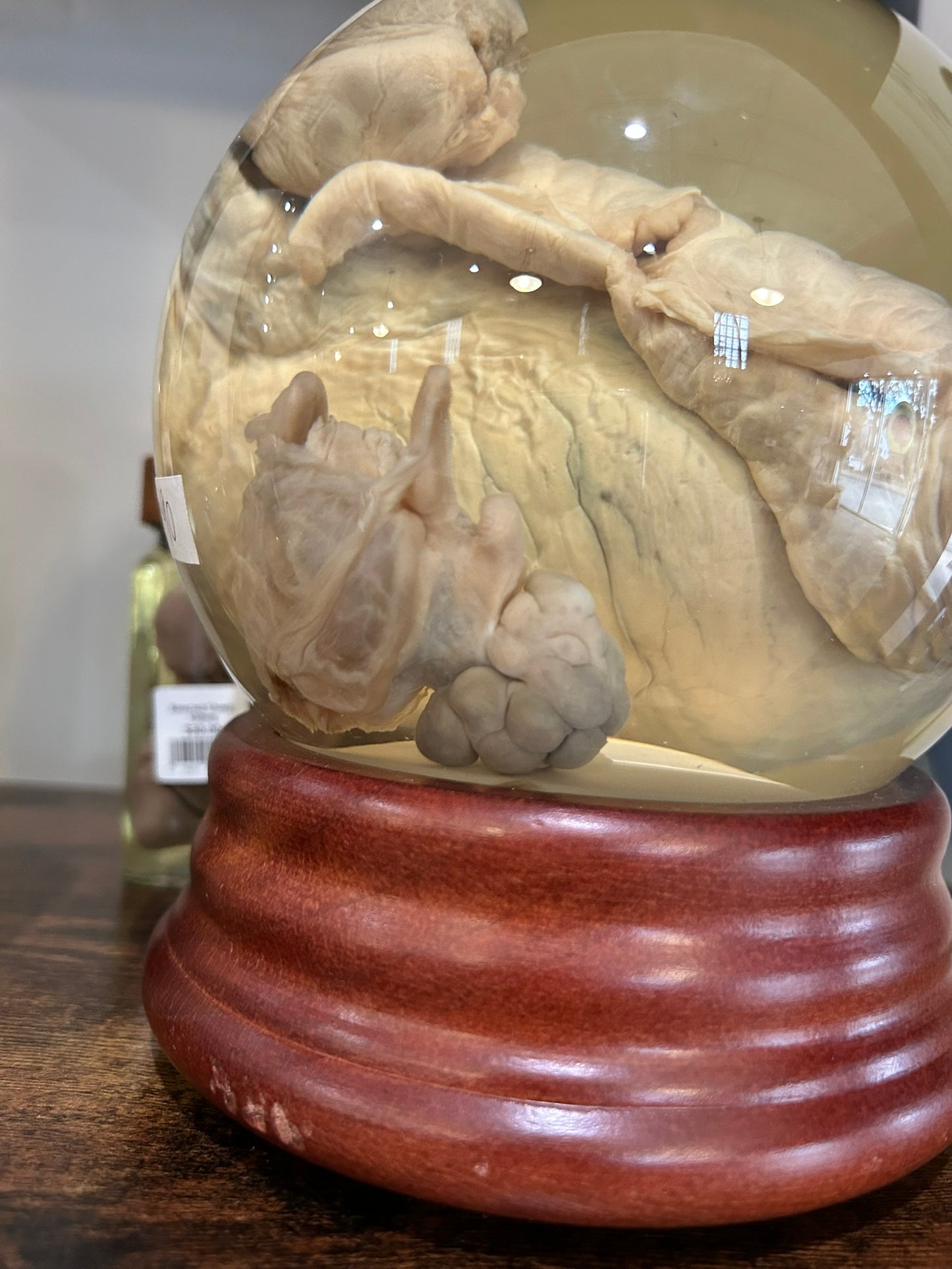 Pig Testicle & Ovary Globe