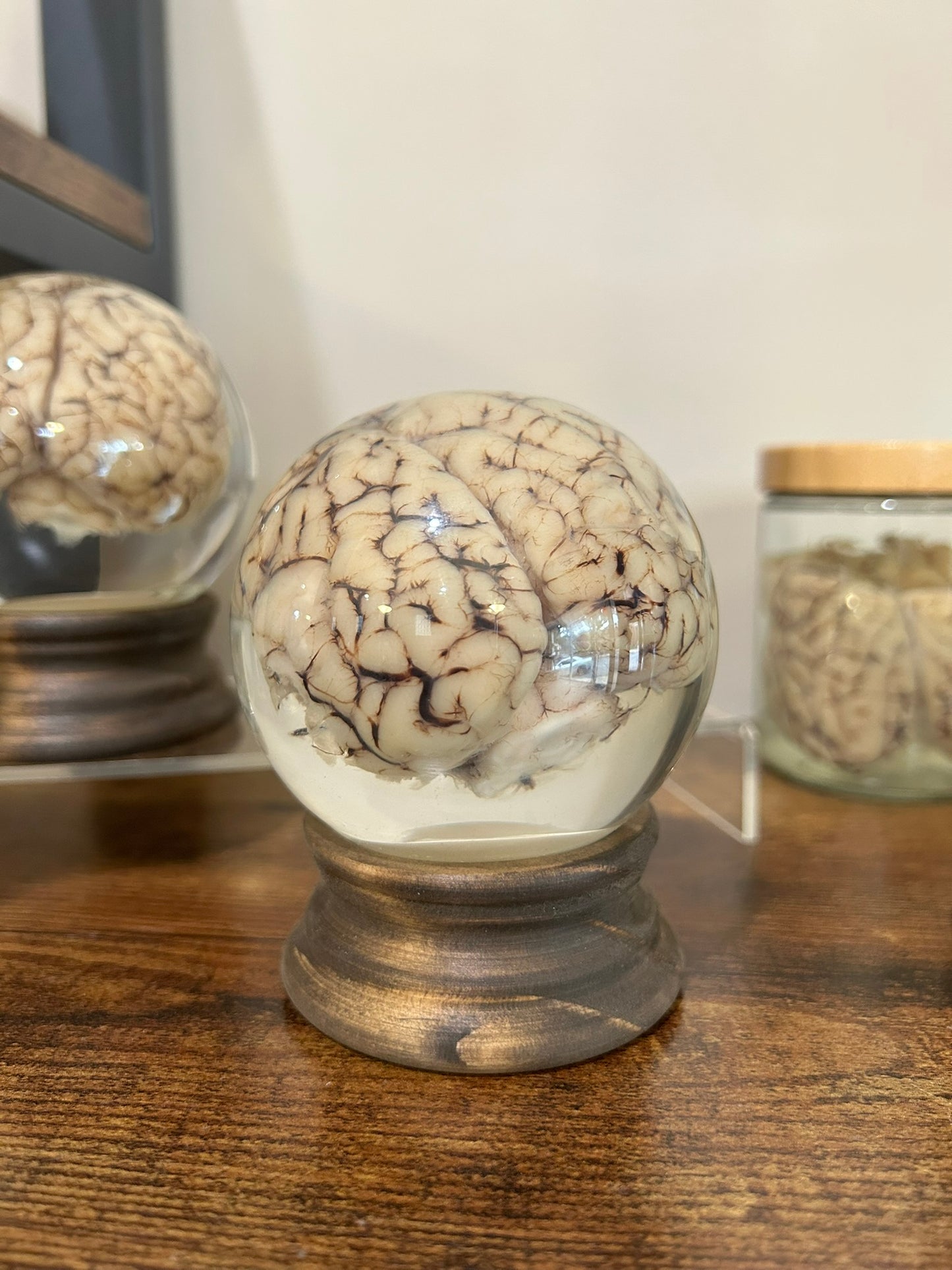 Sheep Brain Globe