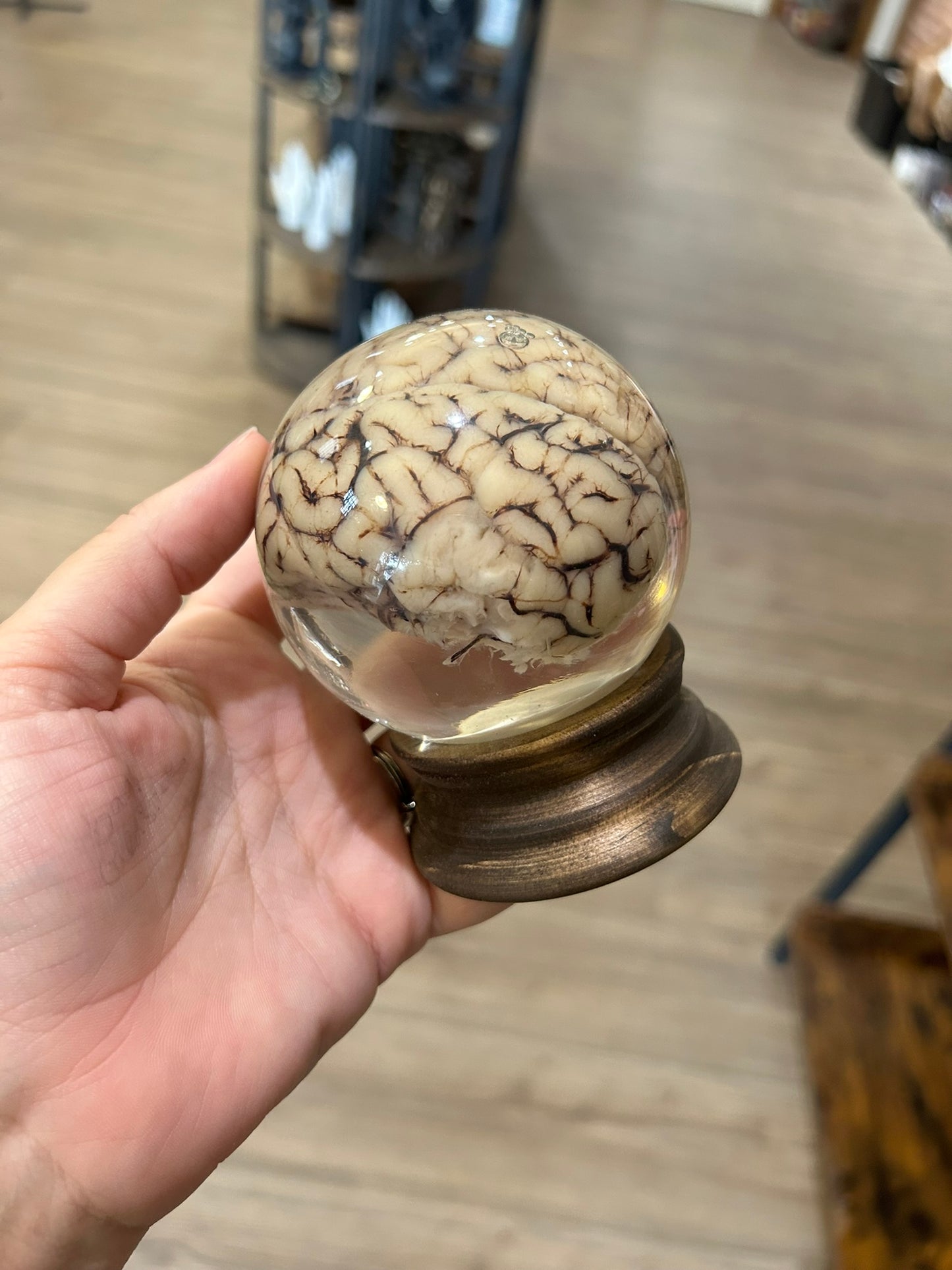 Sheep Brain Globe