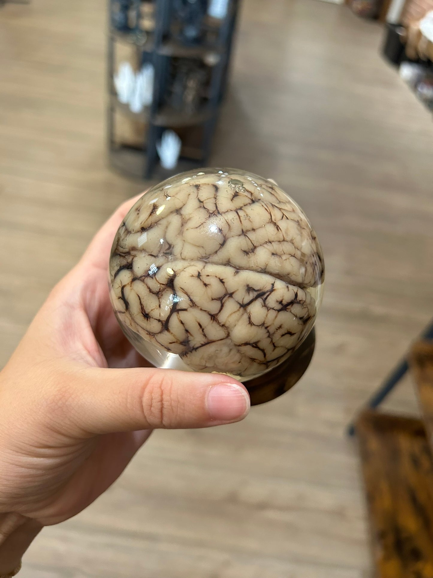 Sheep Brain Globe