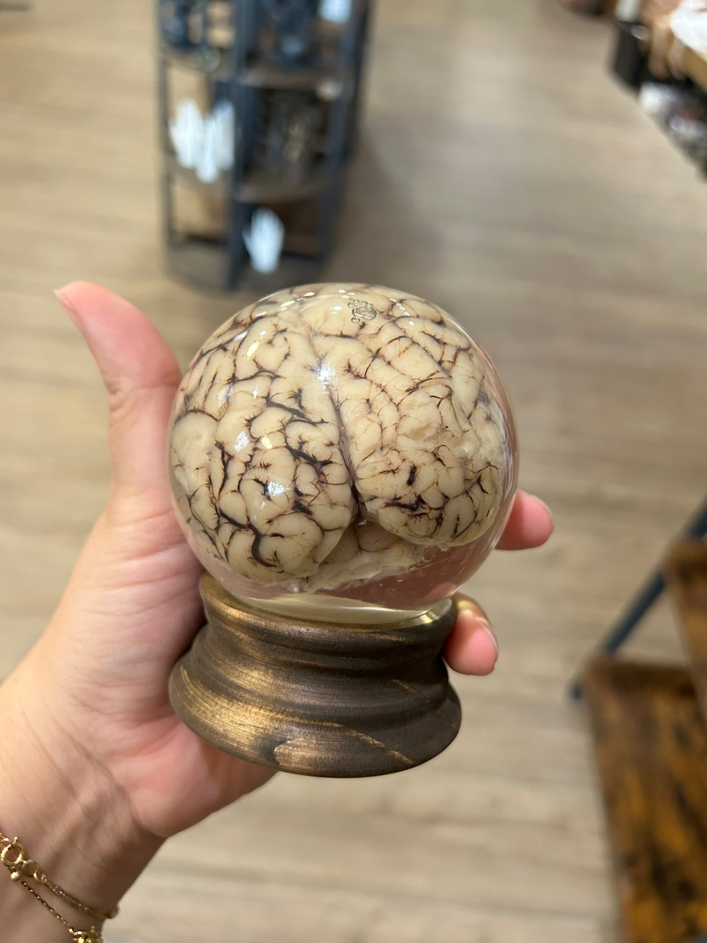 Sheep Brain Globe
