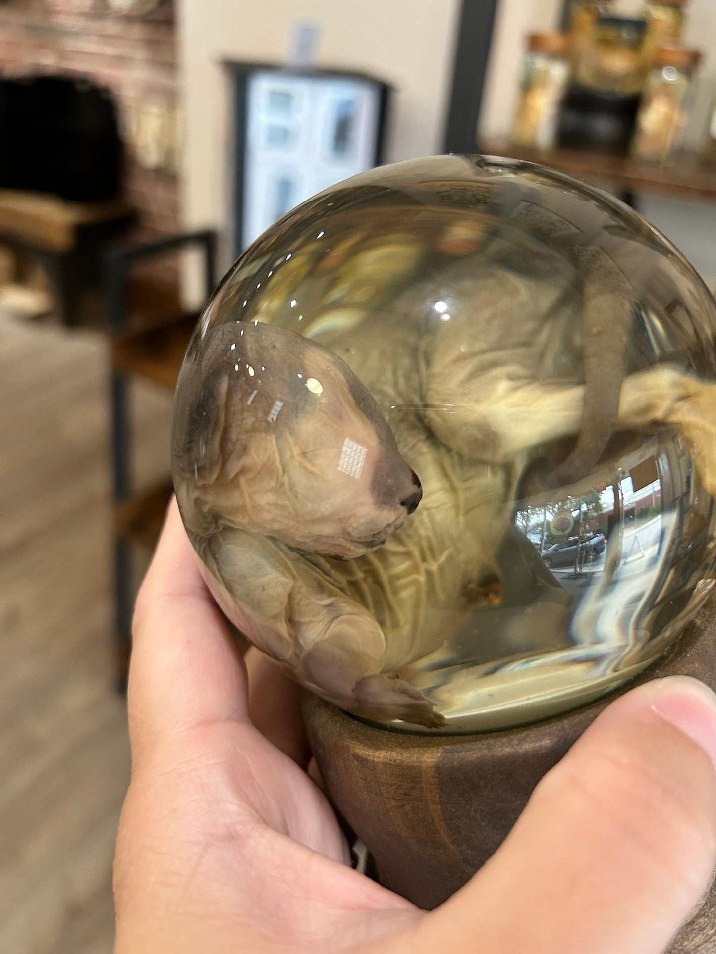 Sphynx Kitten Globe