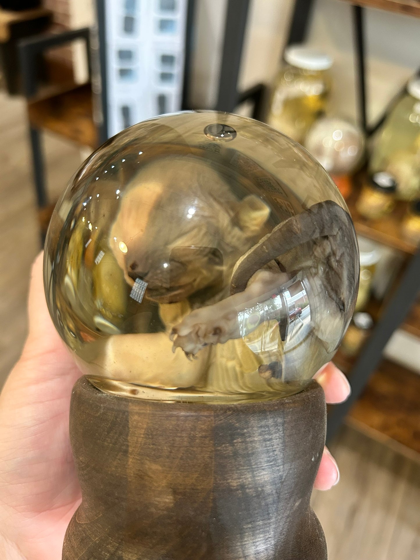 Sphynx Kitten Globe
