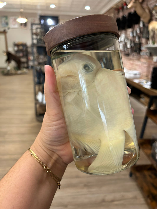 Cichlid Jar