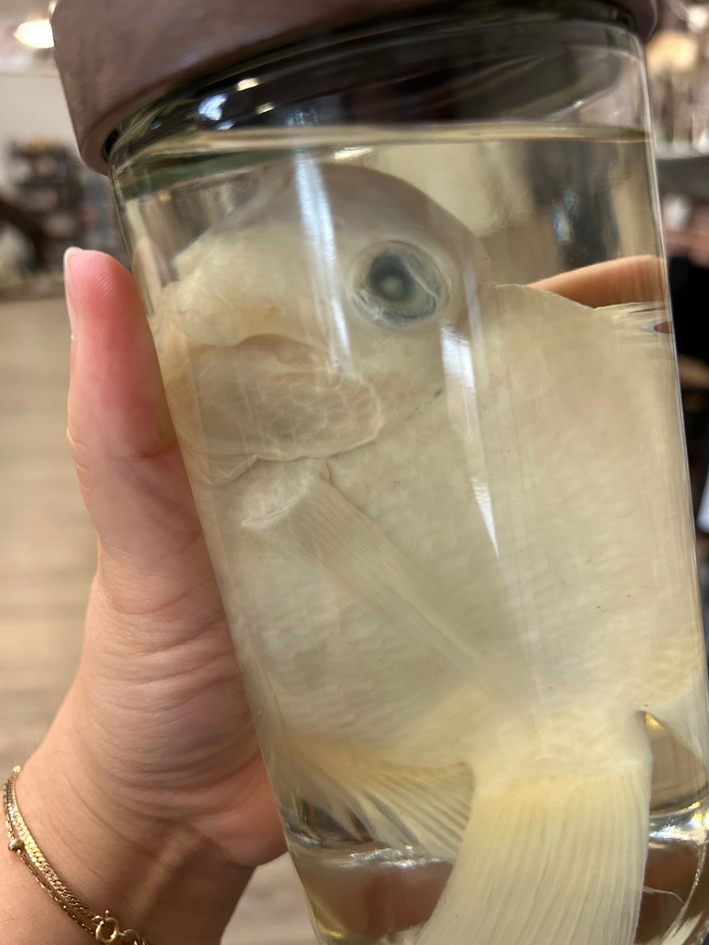 Cichlid Jar