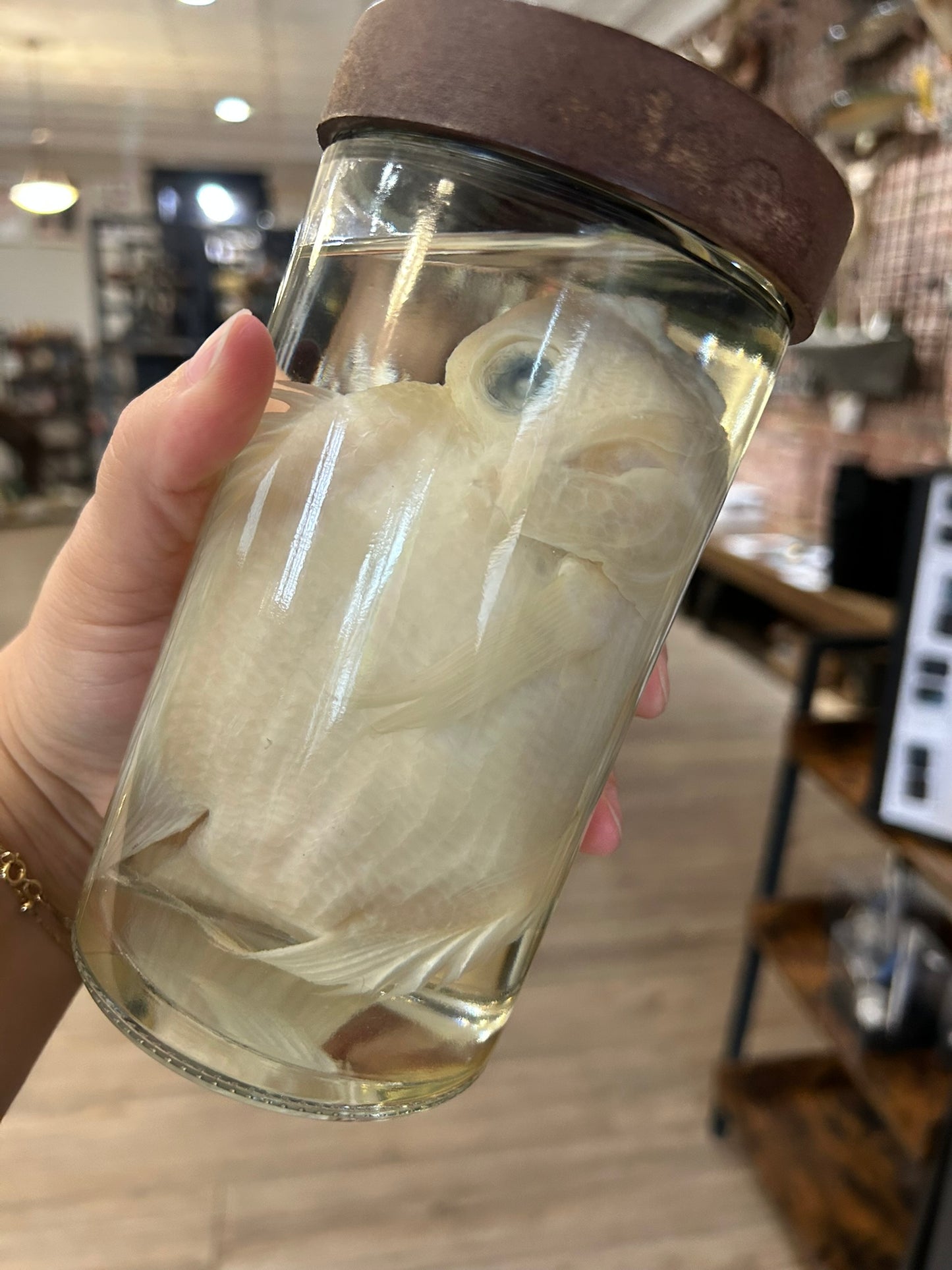 Cichlid Jar