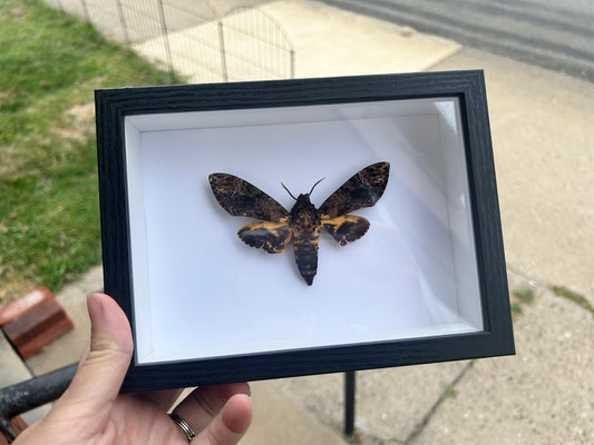 Death's Head Moth